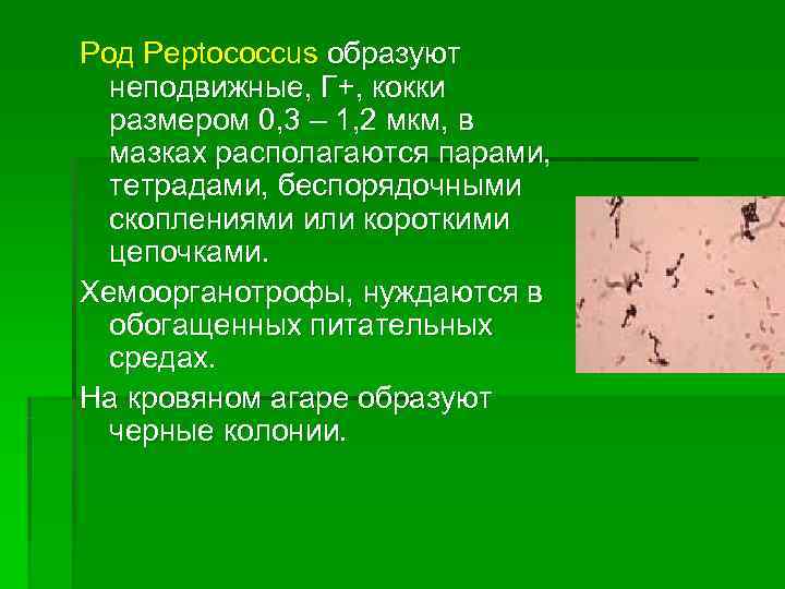 Род Peptococcus образуют  неподвижные, Г+, кокки  размером 0, 3 – 1, 2