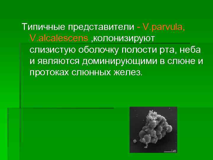 Типичные представители - V. parvula,  V. alcalescens , колонизируют слизистую оболочку полости рта,