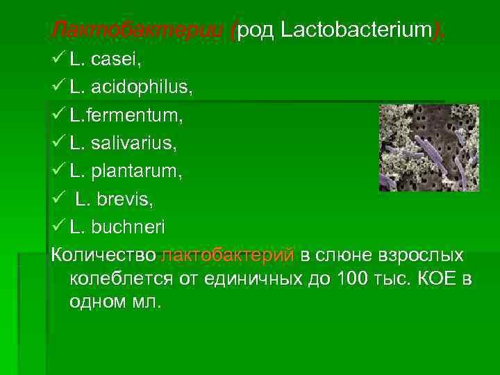 Лактобактерии (род Lactobacterium). ü L. casei, ü L. acidophilus, ü L. fermentum, ü L.