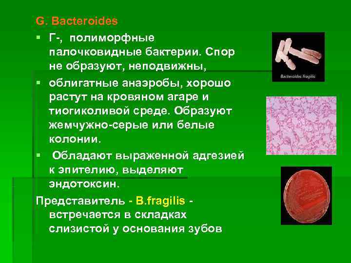 G. Bacteroides § Г-, полиморфные  палочковидные бактерии. Спор  не образуют, неподвижны, §