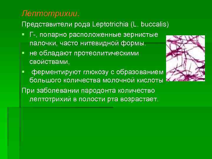 Лептотрихии. Представители рода Leptotrichia (L. buccalis) § Г-, попарно расположенные зернистые  палочки, часто