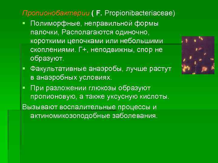 Пропионобактерии ( F. Propionibacteriaceae) § Полиморфные, неправильной формы  палочки, Располагаются одиночно,  короткими