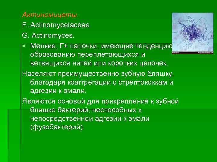 Актиномицеты. F. Actinomycetaceae G. Actinomyces. § Мелкие, Г+ палочки, имеющие тенденцию к  образованию