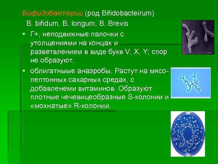 Бифидобактерии (род Bifidobacteirum) B. bifidum, B. longum, B. Brevis § Г+, неподвижные палочки с