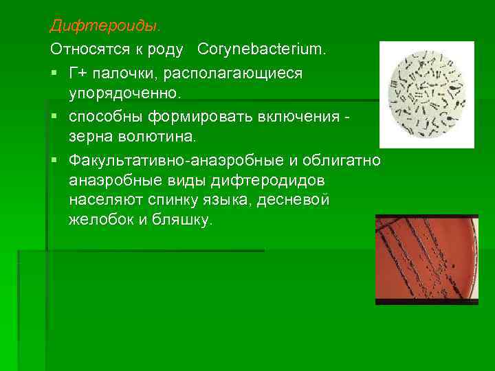 Дифтероиды. Относятся к роду Corynebacterium. § Г+ палочки, располагающиеся  упорядоченно. § способны формировать