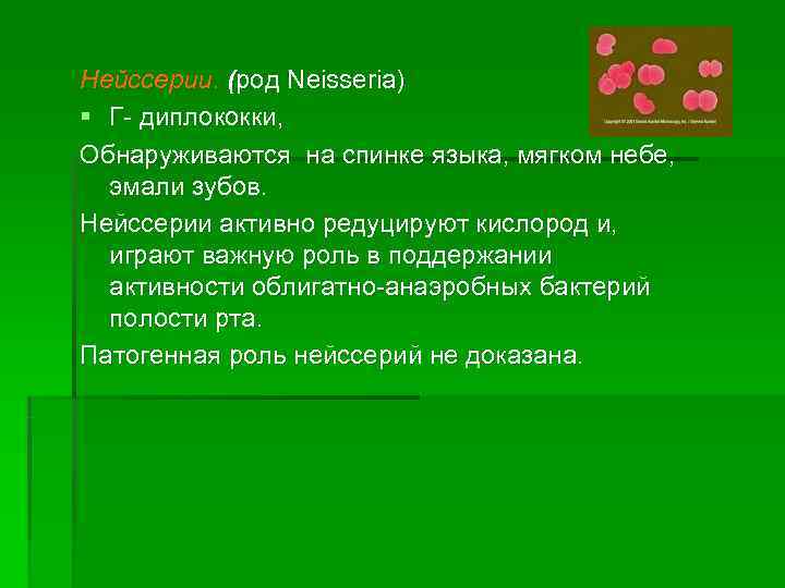 Нейссерии. (род Neisseria) § Г- диплококки, Обнаруживаются на спинке языка, мягком небе,  эмали