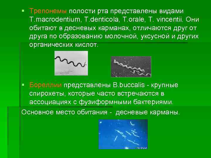 В основном представлены в виде