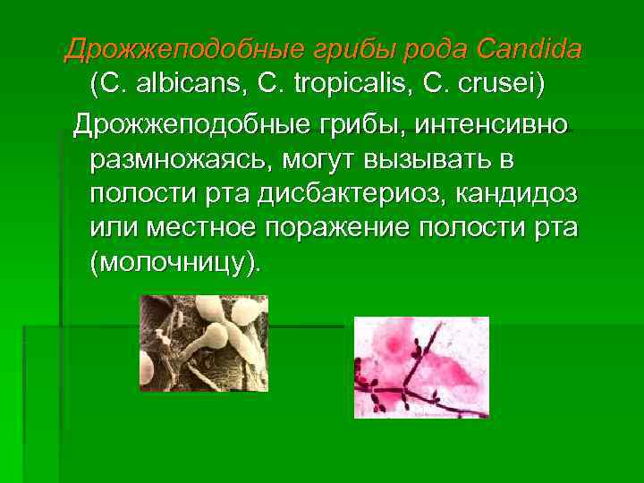 Дрожжеподобные грибы рода Candida (C. albicans, C. tropicalis, C. crusei) Дрожжеподобные грибы, интенсивно размножаясь,