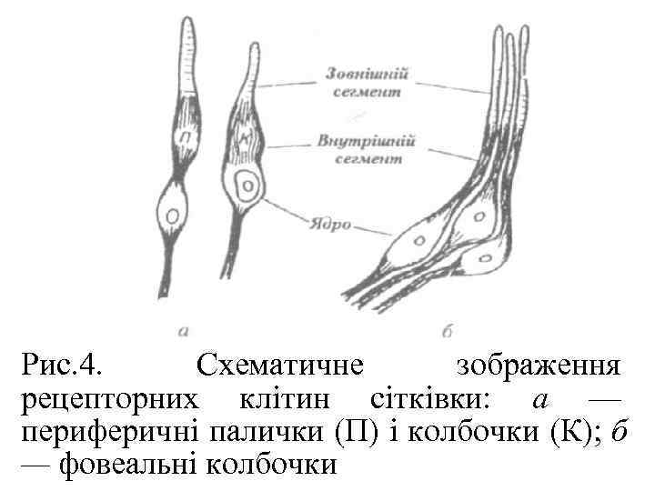 Рис. 4. Схематичне  зображення рецепторних клітин сітківки: а — периферичні палички (П) і
