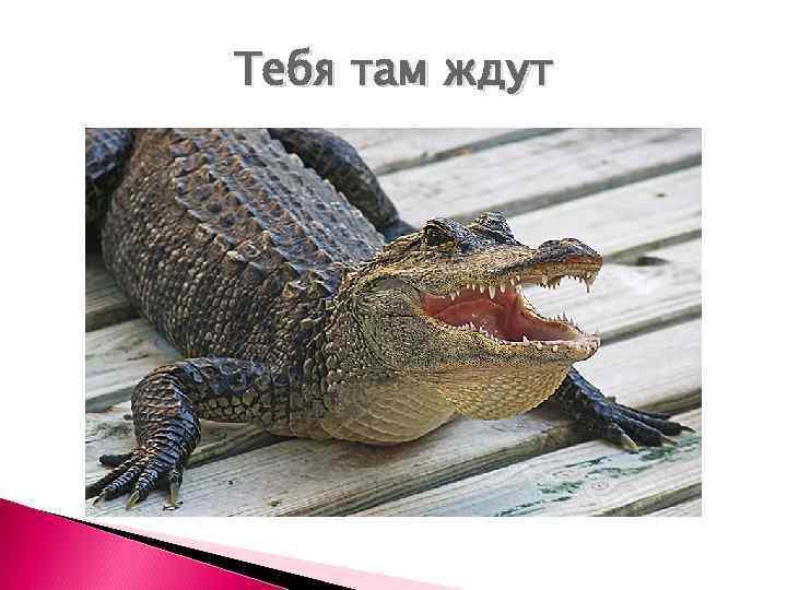Тебя там ждут 