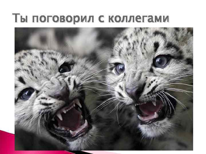 Ты поговорил с коллегами 