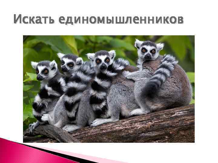 Искать единомышленников 