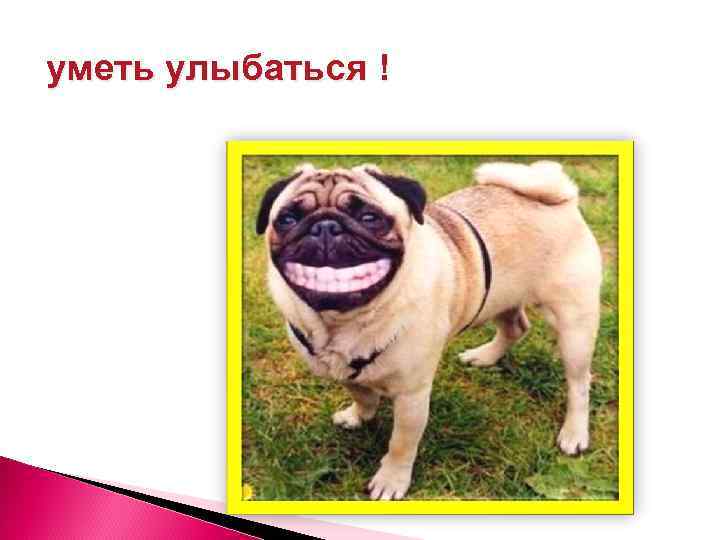 уметь улыбаться ! 