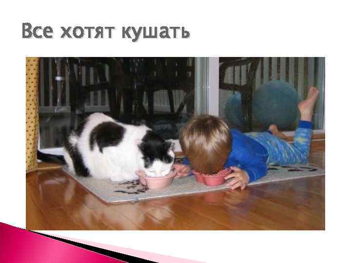 Все хотят кушать 