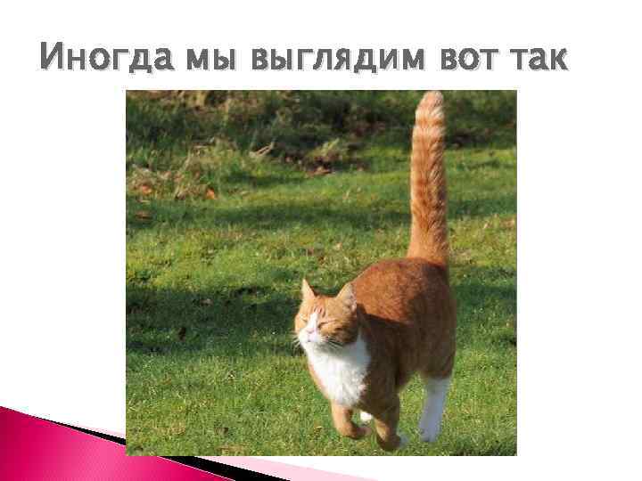 Иногда мы выглядим вот так 