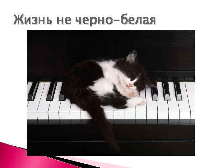 Жизнь не черно-белая 