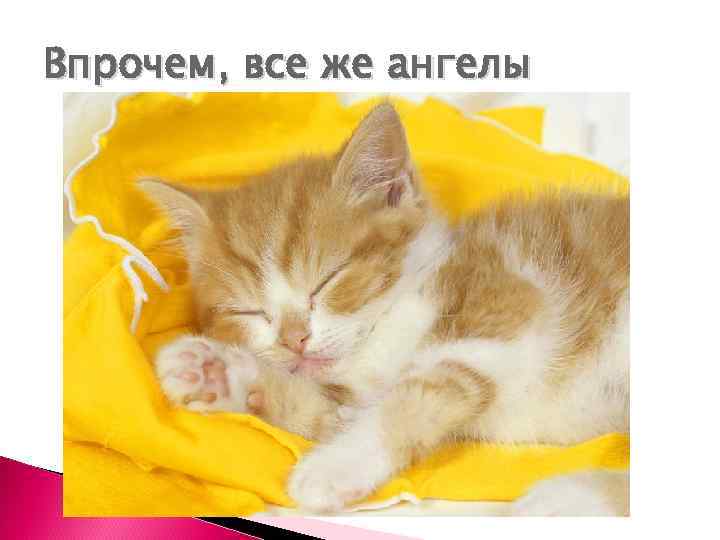 Впрочем, все же ангелы 