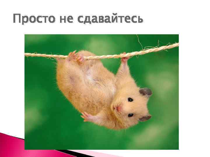 Просто не сдавайтесь 