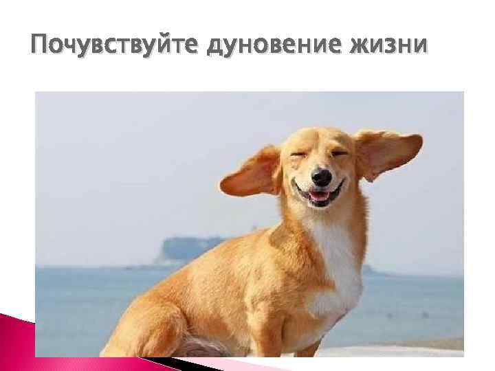 Почувствуйте дуновение жизни 