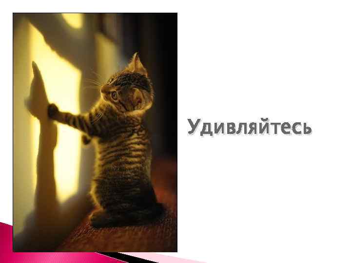 Удивляйтесь 