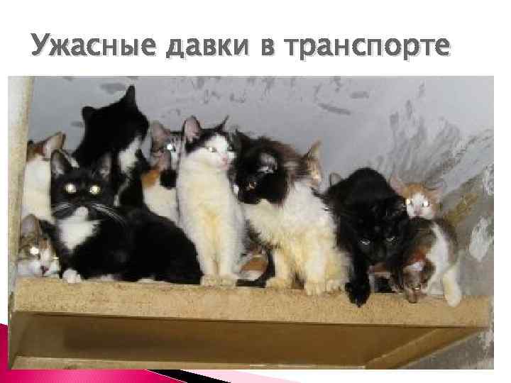 Ужасные давки в транспорте 