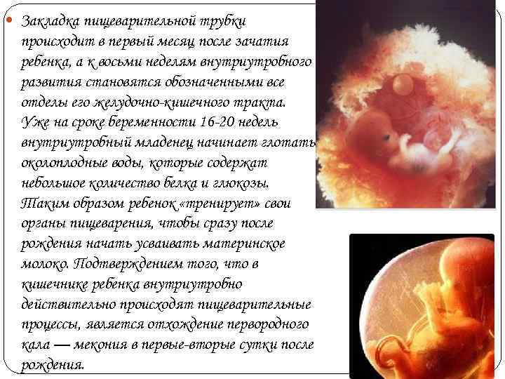  Закладка пищеварительной трубки  происходит в первый месяц после зачатия  ребенка, а