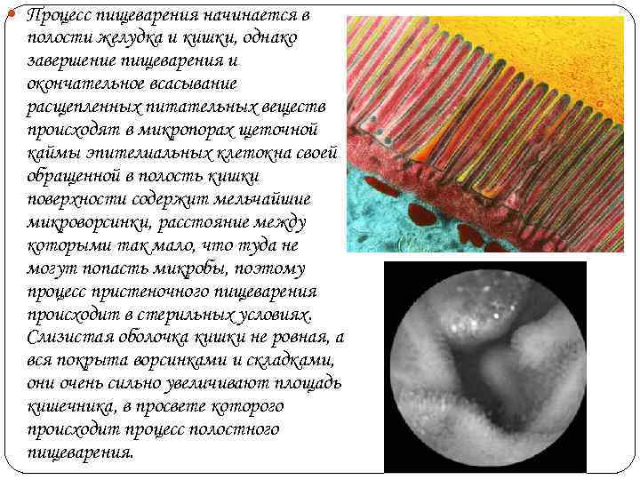  Процесс пищеварения начинается в  полости желудка и кишки, однако  завершение пищеварения