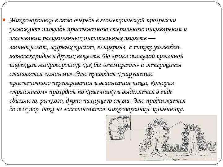  Микроворсинки в свою очередь в геометрической прогрессии  умножают площадь пристеночного стерильного пищеварения