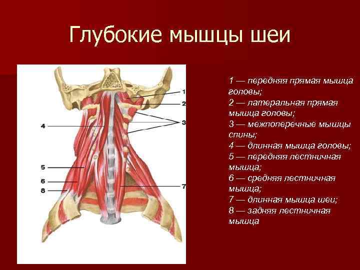 Передняя поверхность шеи фото