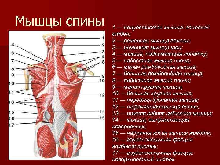 Мышцы спины 1 — полуостистая мышца: головной отдел; 2 — ременная мышца головы; 3