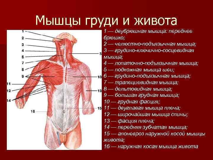 Мышцы человека для массажиста фото описание