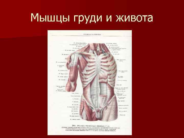 Мышцы груди и живота 