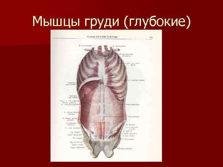 Мышцы груди (глубокие) 