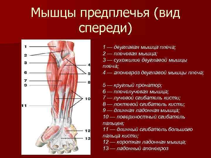 Мышцы предплечья (вид спереди) 1 — двуглавая мышца плеча; 2 — плечевая мышца; 3