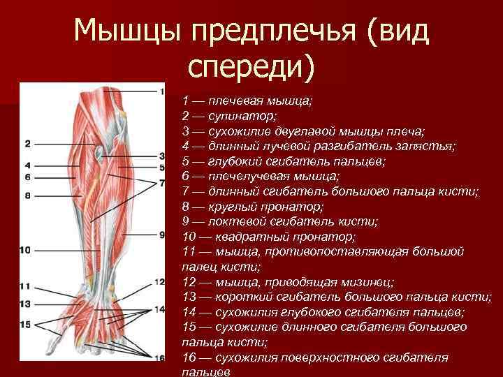 Мышцы предплечья (вид спереди) 1 — плечевая мышца; 2 — супинатор; 3 — сухожилие