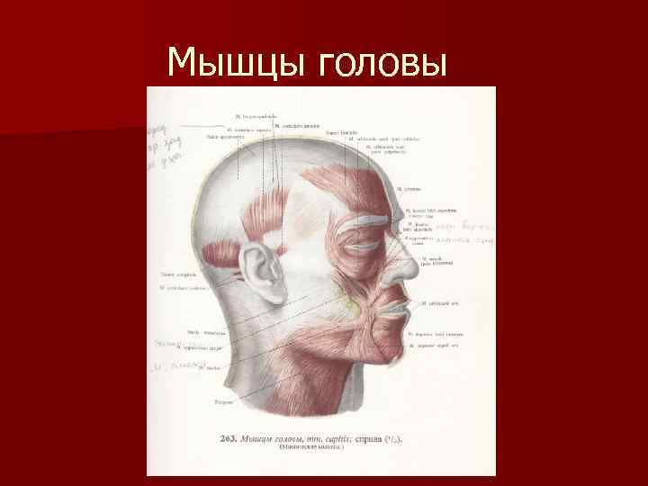 Мышцы головы 