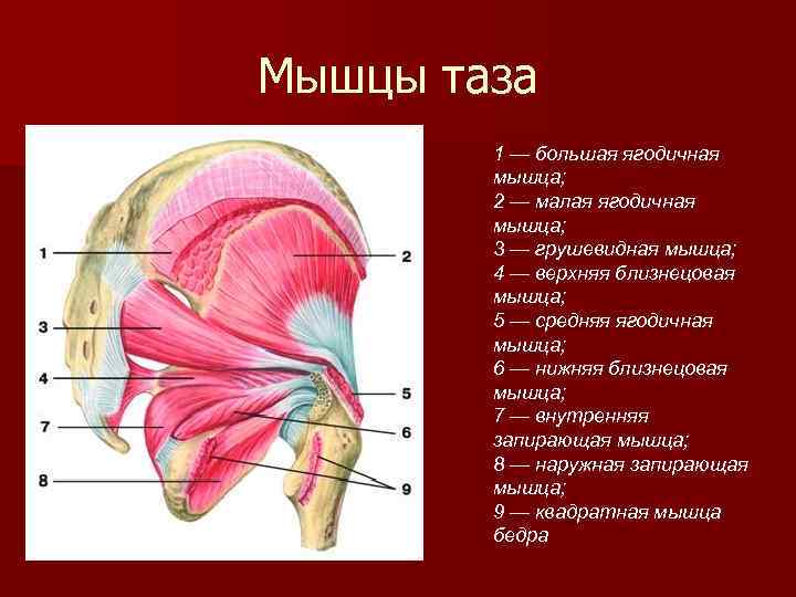 Мышцы таза 1 — большая ягодичная мышца; 2 — малая ягодичная мышца; 3 —
