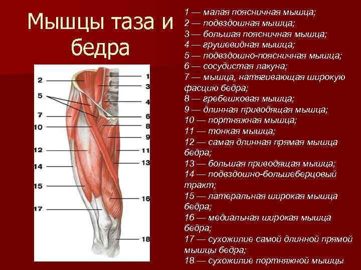 Подвздошная мышца где находится фото