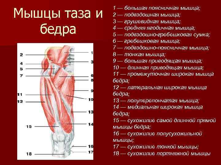 Подвздошная мышца где находится фото у мужчин