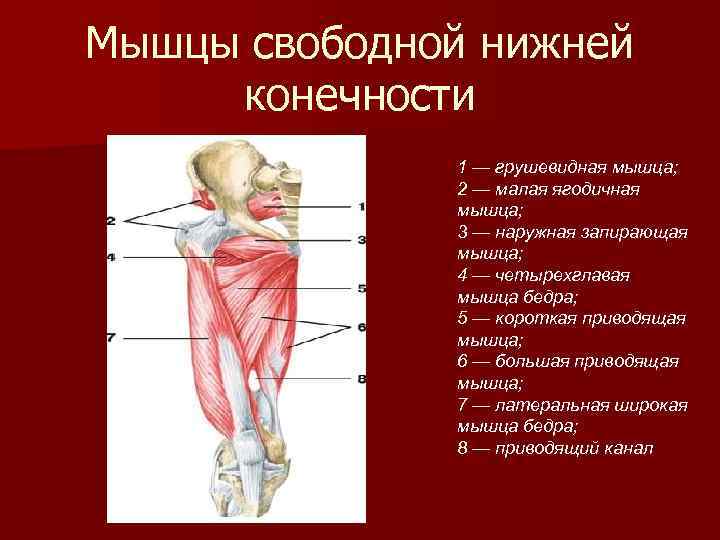 Где находится грушевидная мышца у женщин фото