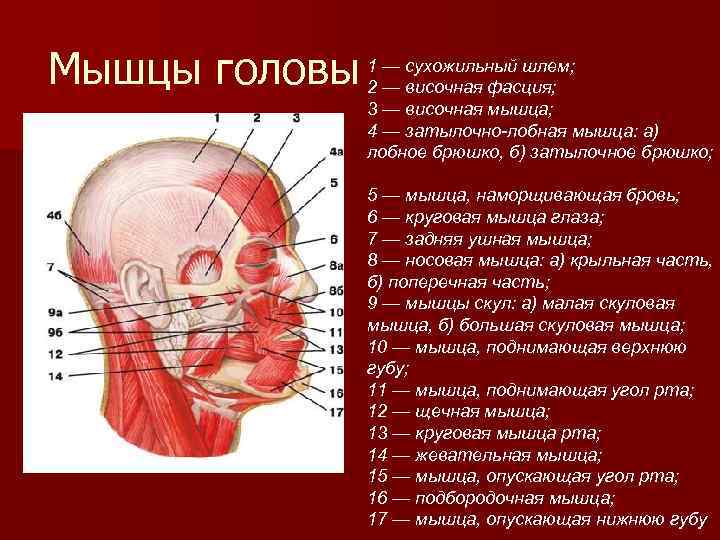 Мышцы головы 1 — сухожильный шлем; 2 — височная фасция; 3 — височная мышца;