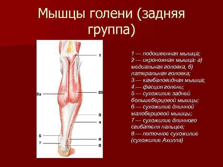 Мышцы голени (задняя группа) 1 — подошвенная мышца; 2 — икроножная мышца: а) медиальная