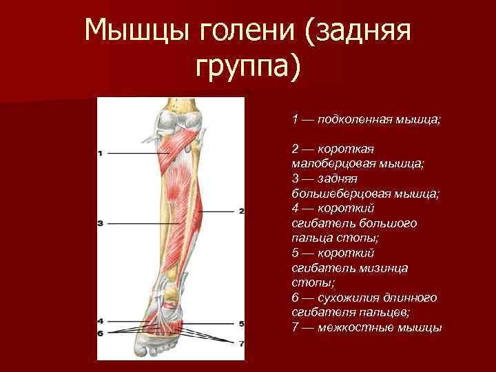 Мышцы голени (задняя группа) 1 — подколенная мышца; 2 — короткая малоберцовая мышца; 3