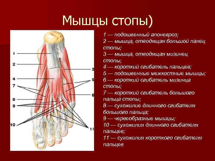 Подошвенный апоневроз фото