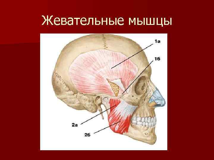 Жевательные мышцы 