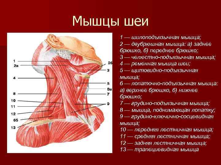 Как увеличить мышцы на фото