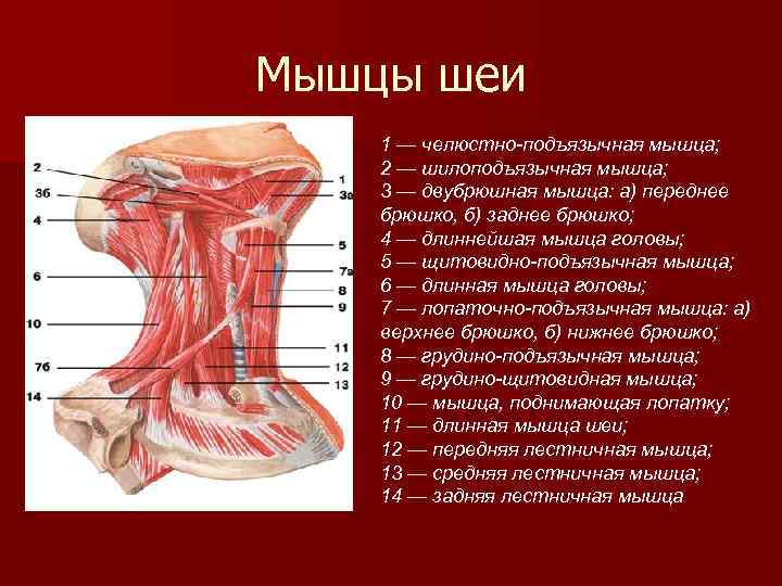 Мышцы человека фото