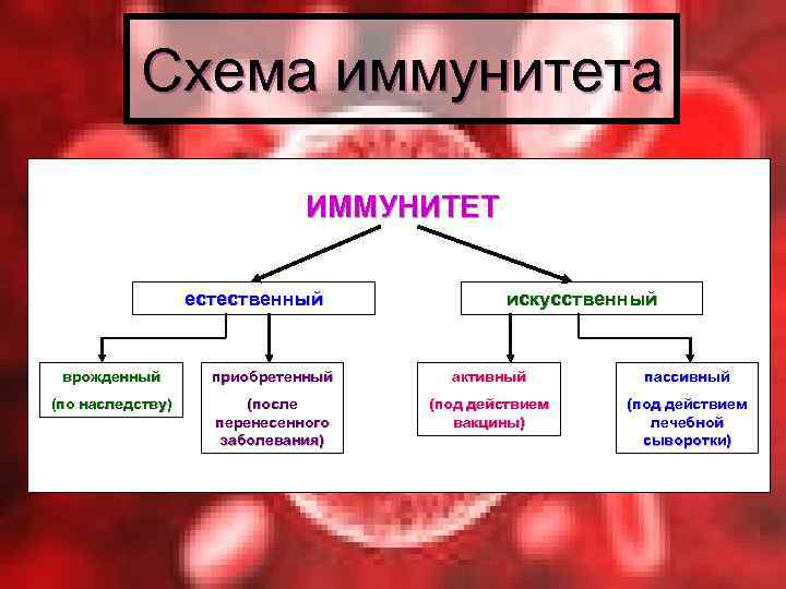 Схема иммунитета ИММУНИТЕТ естественный искусственный врожденный приобретенный активный пассивный (по наследству) (после перенесенного заболевания)