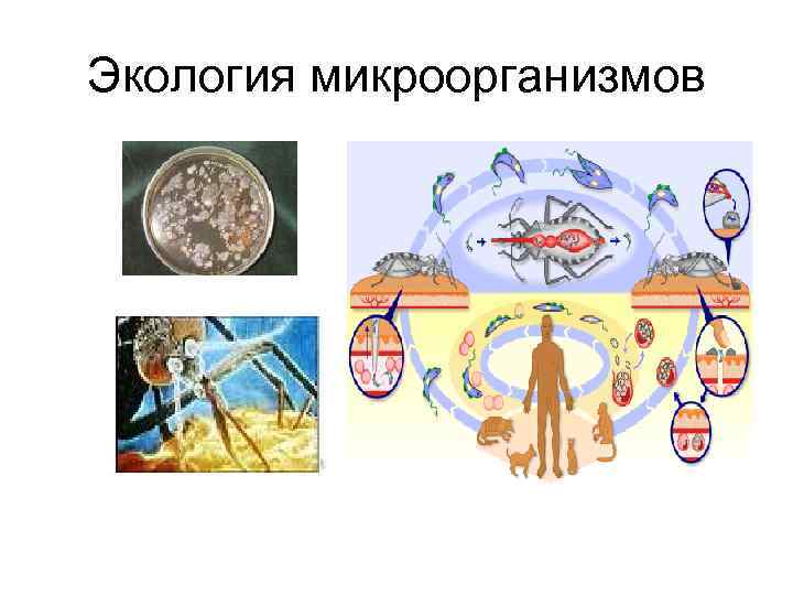 Экология микроорганизмов презентация