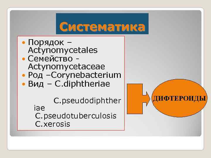    Систематика  Порядок –  Actynomycetales  Семейство -  Actynomycetaceae